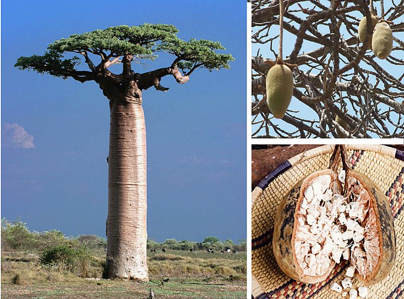 Adansonia fruit compose