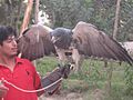 Aguila en Peru