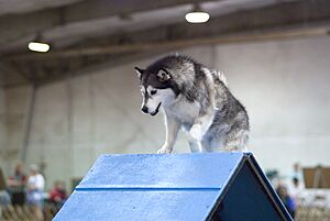 Archivo:Alaskan Malamute agility a-frame