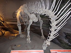 Archivo:Amargasaurus, MEF Trelew 02