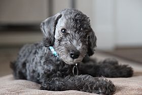 Archivo:Bedlington Terrier puppy
