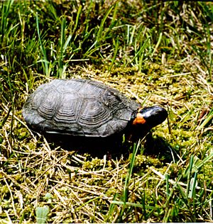 Archivo:Bog Turtle