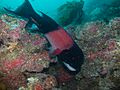 CA Sheephead, CINMS