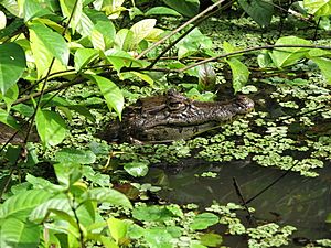Archivo:Caiman crocodilus Costa Rica 2