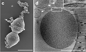 Archivo:Candidatus Prometheoarchaeum syntrophicum SEM Cryo