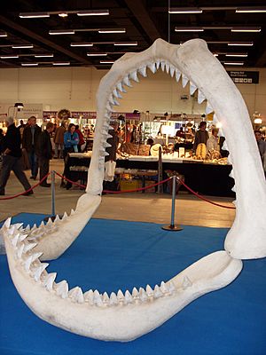 Archivo:Carcharocles megalodon 10371