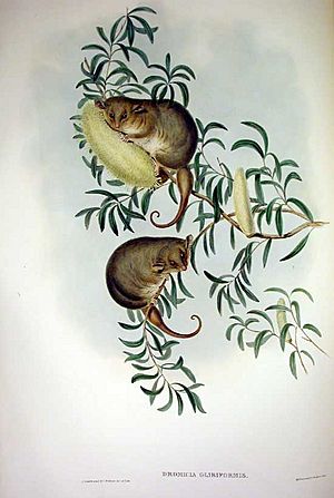 Archivo:Cercartetus nanus