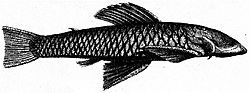 Chaetostoma Loborhynchos Tschudi side.jpg