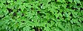Coptis aspleniifolia