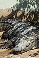Crocodile pen next to Manghopir Shrine (1)