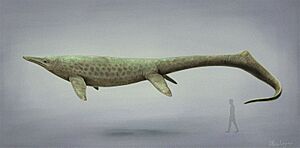 Archivo:Cymbospondylus youngorum reconstruction 2023