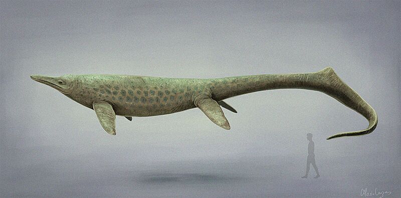 Cymbospondylus youngorum reconstruction 2023
