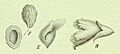 Dienatrlichenp43engl 0246 (1)-003