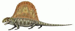 Archivo:Dimetrodon milleri