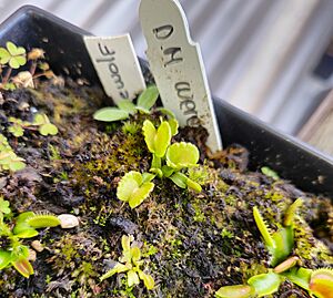 Archivo:Dionaea muscipula ´Werewolf´