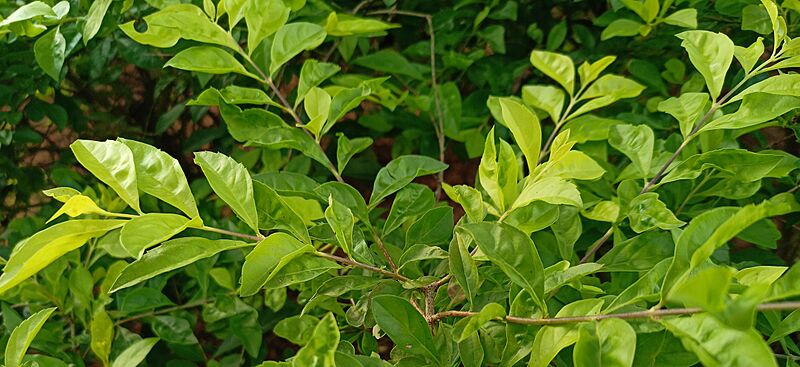 Duranta erecta leaf