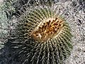 Echinocactusplatyacanthus