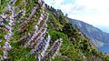 Echium hierrense 03
