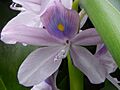 Eichhornia STC 1