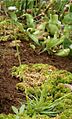 Eriocaulon compressum HabitusInflorescenes BotGardBln0806b