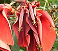 Erythrina crista-galli 08 ies