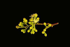 Archivo:Eucalyptus cambageana buds