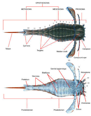 Archivo:Eurypterus anatomy