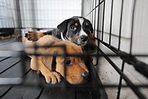 Archivo:FEMA - 38417 - Dogs at a shelter for displaced pets in Texas