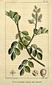Flore médicale des Antilles, ou, Traité des plantes usuelles (Pl. 211) (8182112730)