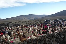 Archivo:Floreo de Llamas en Enquelga 2011