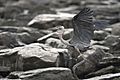 Flying heron