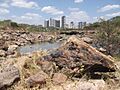 Gimnosperma3-Teresina