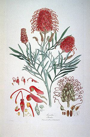 Archivo:Grevillea Banksii (Illustrationes Florae Novae Hollandiae plate 9)