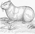 Guinea pig, from Conrad Gesner Historia animalium (1551)