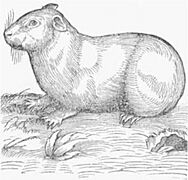 Guinea pig, from Conrad Gesner Historia animalium (1551)