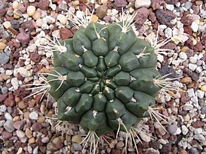 Archivo:Gymnocalycium monvillei - 01