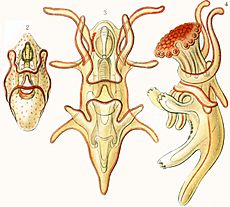 Archivo:Haeckel Asteridea Larvae