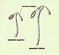 Hemigenia macphersoni - plantillustrations-005a