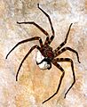 Heteropoda maxima 1