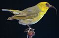 Heterorhynchus affinis Roths (male), Bishop Museum, Honolulu