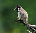 Himalayan Bulbul I IMG 6480