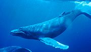 Archivo:Humpback Whale underwater shot