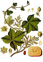 Archivo:Jateorhiza palmata - Köhler–s Medizinal-Pflanzen-080