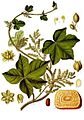 Jateorhiza palmata - Köhler–s Medizinal-Pflanzen-080