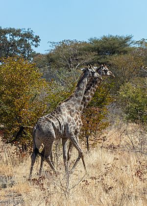 Archivo:Jirafas (Giraffa camelopardalis), parque nacional de Chobe, Botsuana, 2018-07-28, DD 108