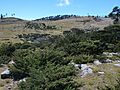 Juniperus standleyi, Todos Santos Cuchumatán, Guatemala