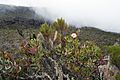 Kilimanjaro vegetation 1