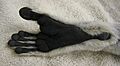 Lemur catta foot 01