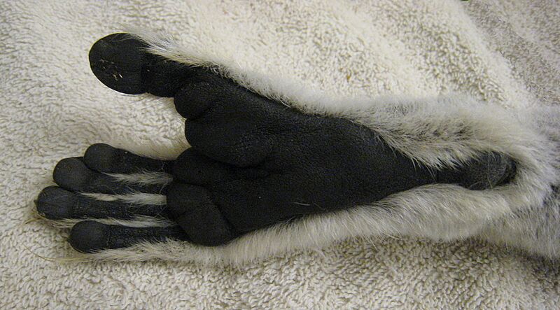 Lemur catta foot 01
