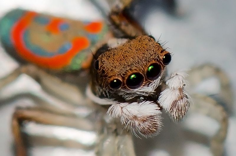 Maratus pavonis Jean and Fred Hort